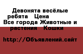 Девонята весёлые ребята › Цена ­ 25 000 - Все города Животные и растения » Кошки   